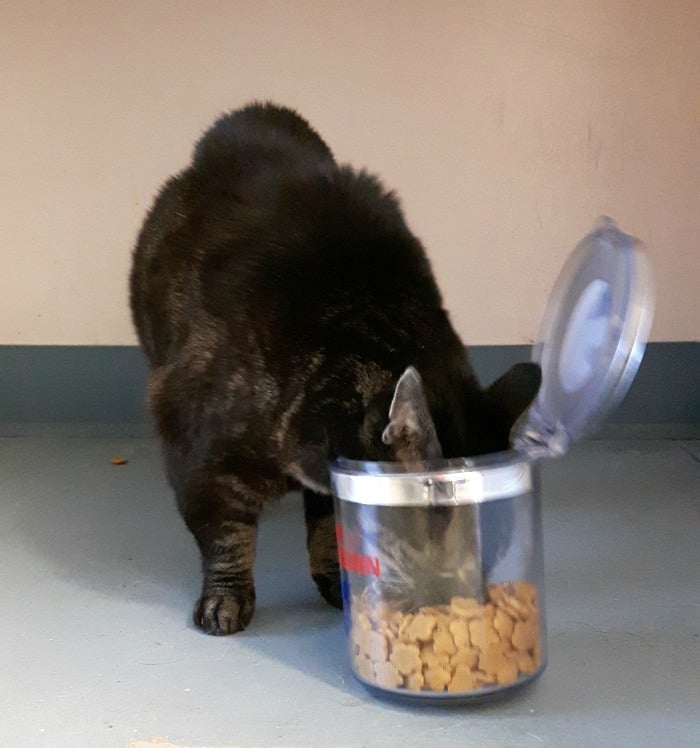 <who>Photo Credit: Fairfield Animal Hospital</who>
