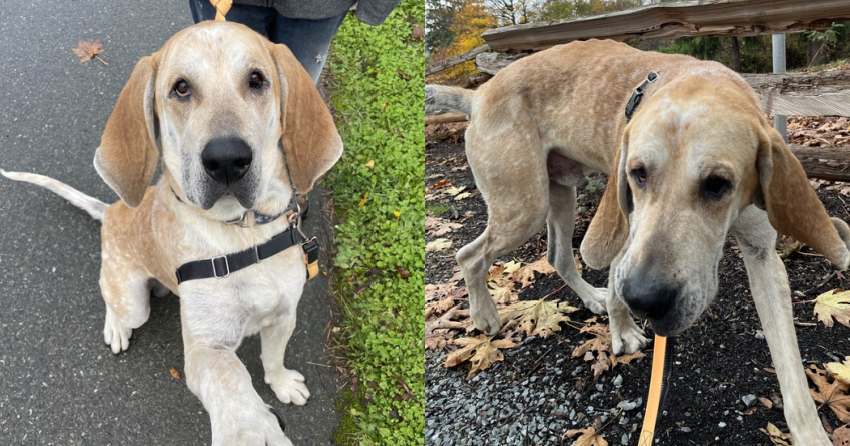 Furever Home Finder: Jep!