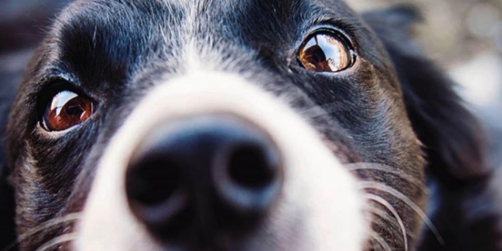 PHOTOS: Woof Wednesday Vol.19