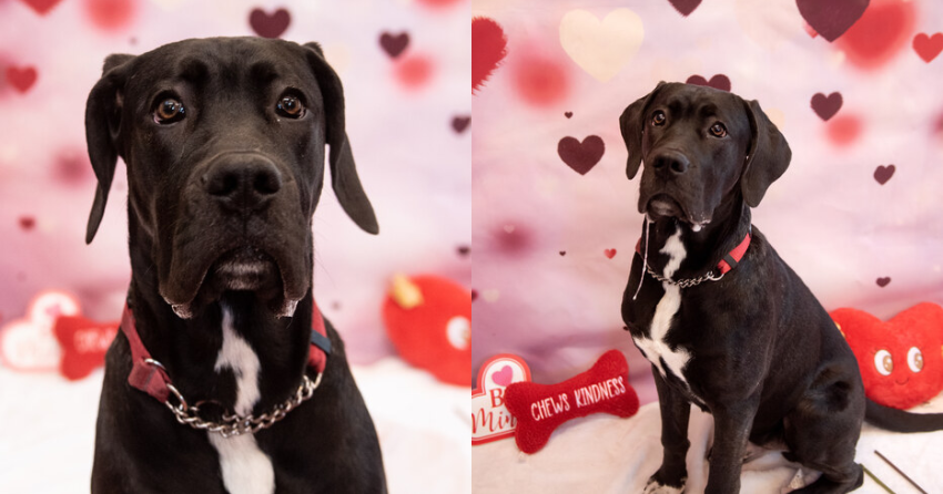 Furever Home Finder: Mr. Pickles