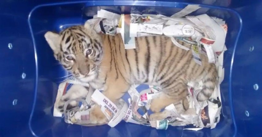 The two-month-old Bengal tiger found in a postal centre in Mexico.