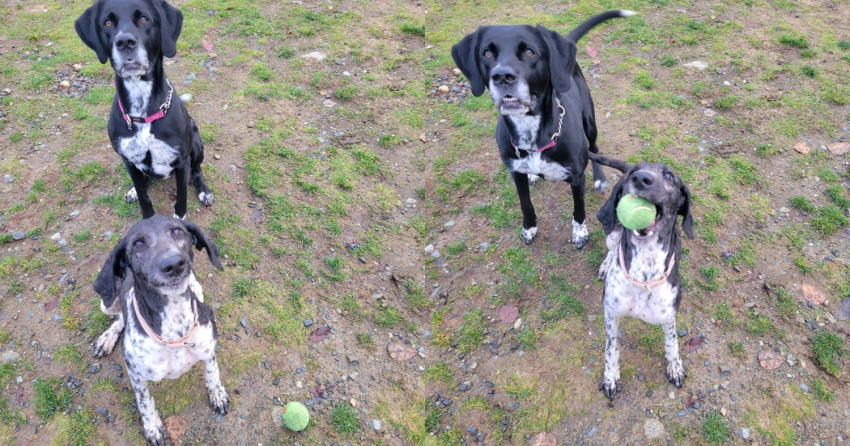 Furever Home Finder: Mabel & Holly