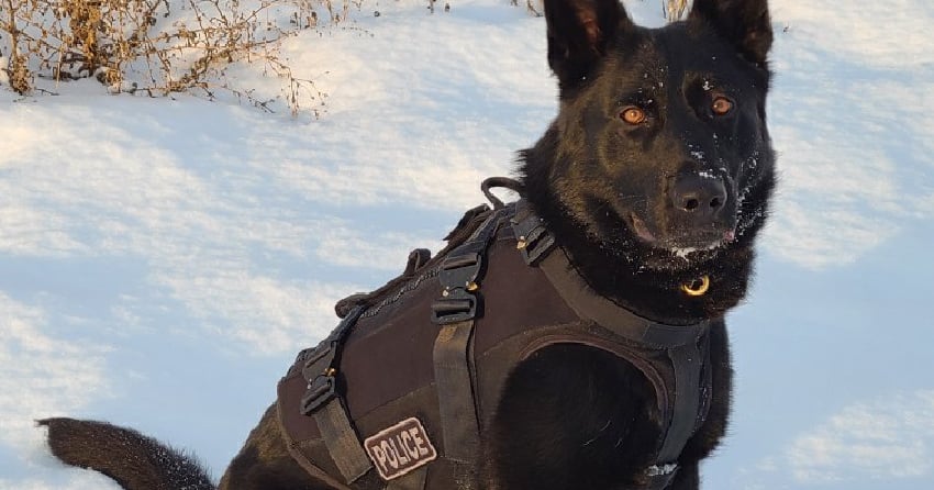 Kamloops police dog tracks down suspects fleeing from stolen vehicle