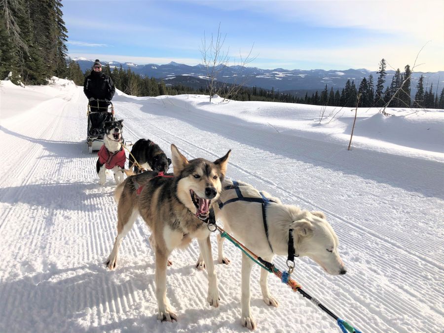 </who>Writer Steve MacNaull on the trail with his team.
