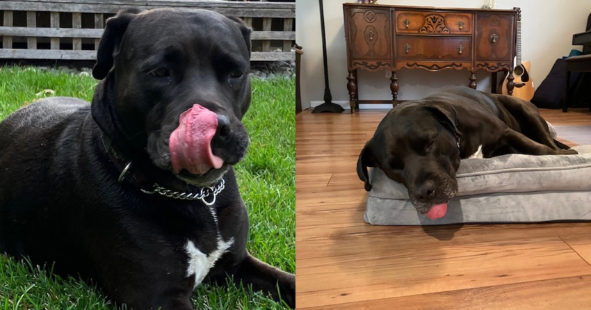 Furever Home Finder: Dayna 