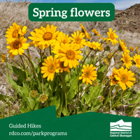 Spring flowers - Guided hike