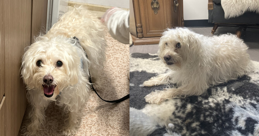 Furever Home Finder: Phil