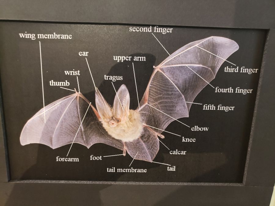 <who> Photo Credit: NowMedia </who> The make-up of a bat.
