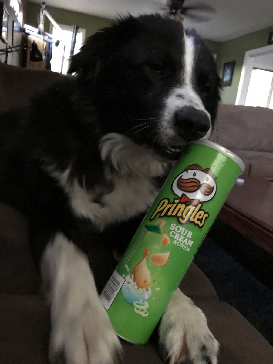 <who>Photo Credit: Contributed</who>Odie loves his new home, and Pringles.