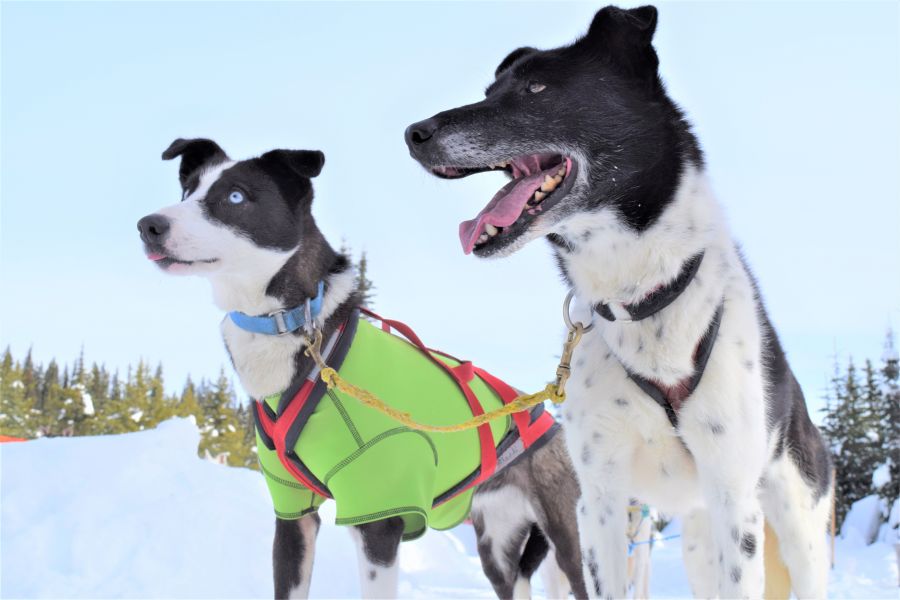 </who>Lead dogs Venus, left, and her uncle, Hot Wheels.