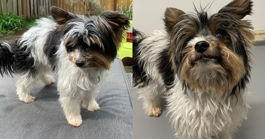 Furever Home Finder: TinTin