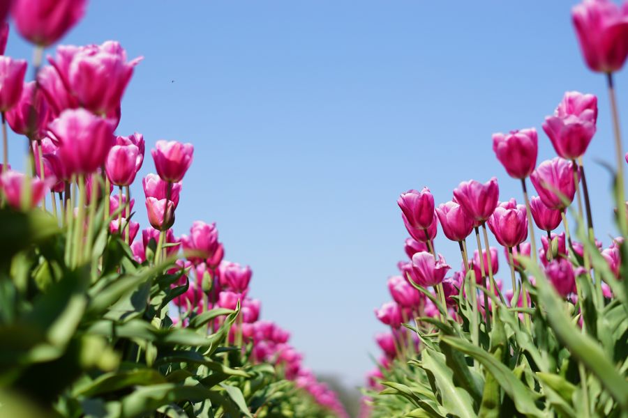 </who>Tulips in Victoria are a sure sign of spring.