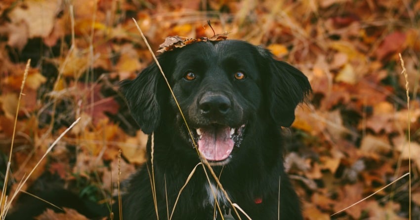 Cruelty-Free: Why you should care
