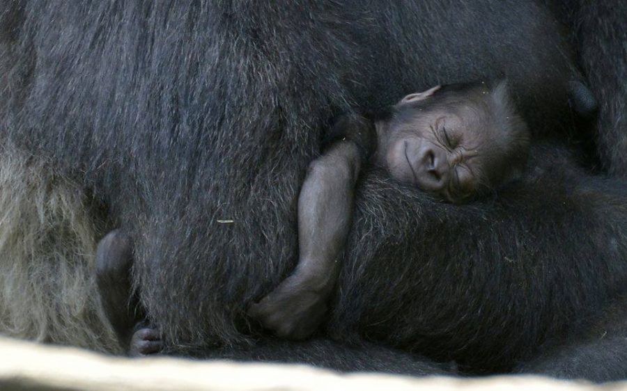 New born baby gorilla. (Photo Credit: Cincinnati Zoo Facebook.)
