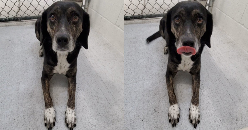 Furever Home Finder: Olive
