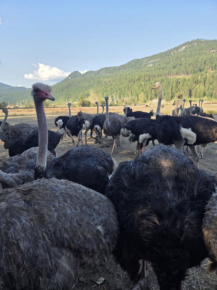 'They're safe today': Supreme Court issues interim stay on BC ostrich cull