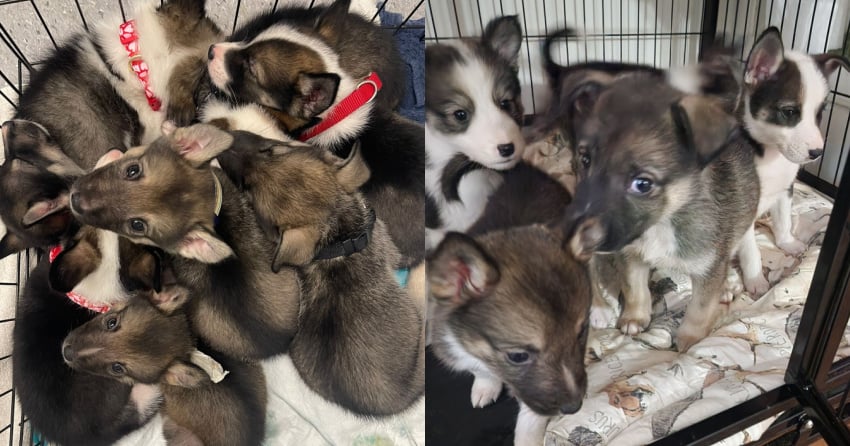 Okanagan Humane Society has already taken in 42 dogs and puppies in 2026