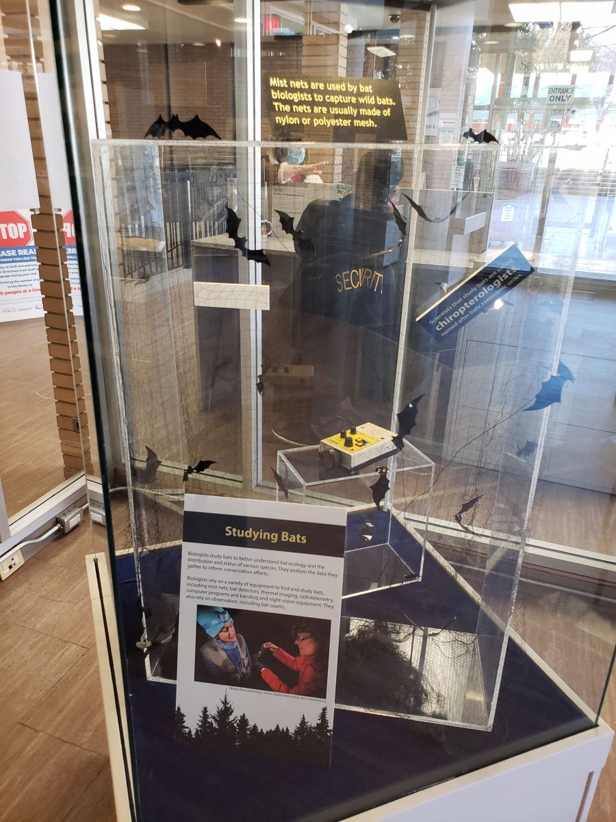 <who> Photo Credit: NowMedia </who> Bat exhibit at Penticton Museum and Archives.
