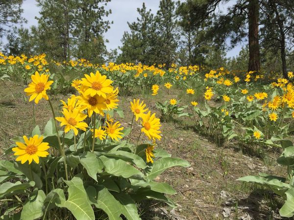 </who>At bloom's peak, Okanagan sunflowers create a blanket of yellow on hillsides and grasslands.