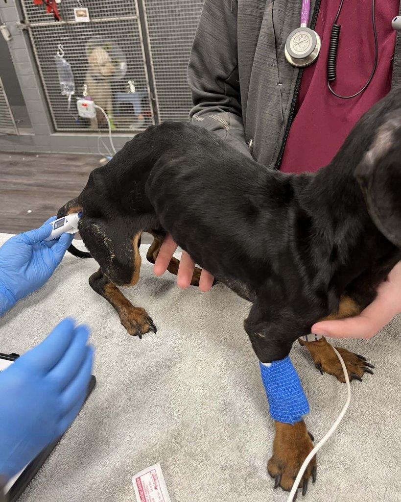 ‘A miracle’: Emaciated dog found abandoned, trapped in carrier in ...