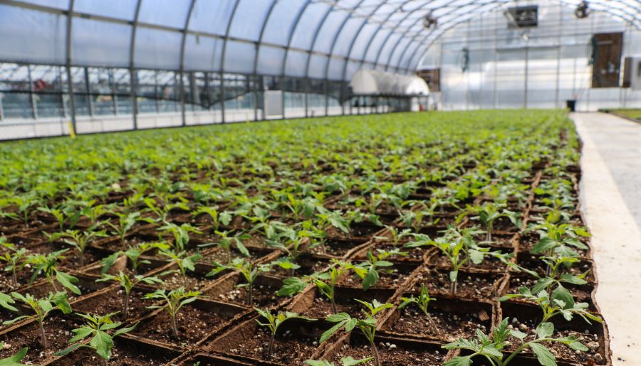 The program offers a wide variety of seedlings, including zucchini, broccoli, kale, lettuce, tomatoes and many more herbs and vegetables