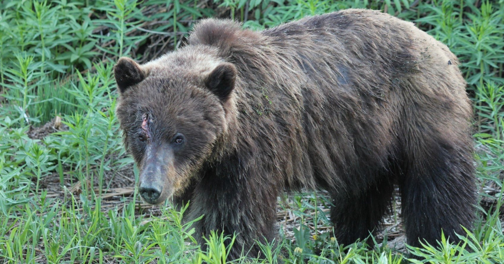 BC conservation officers looking for grizzly bear with broken arrow stuck in head