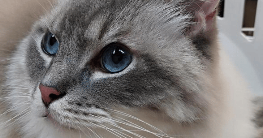 Furever Home Finder: Kirby