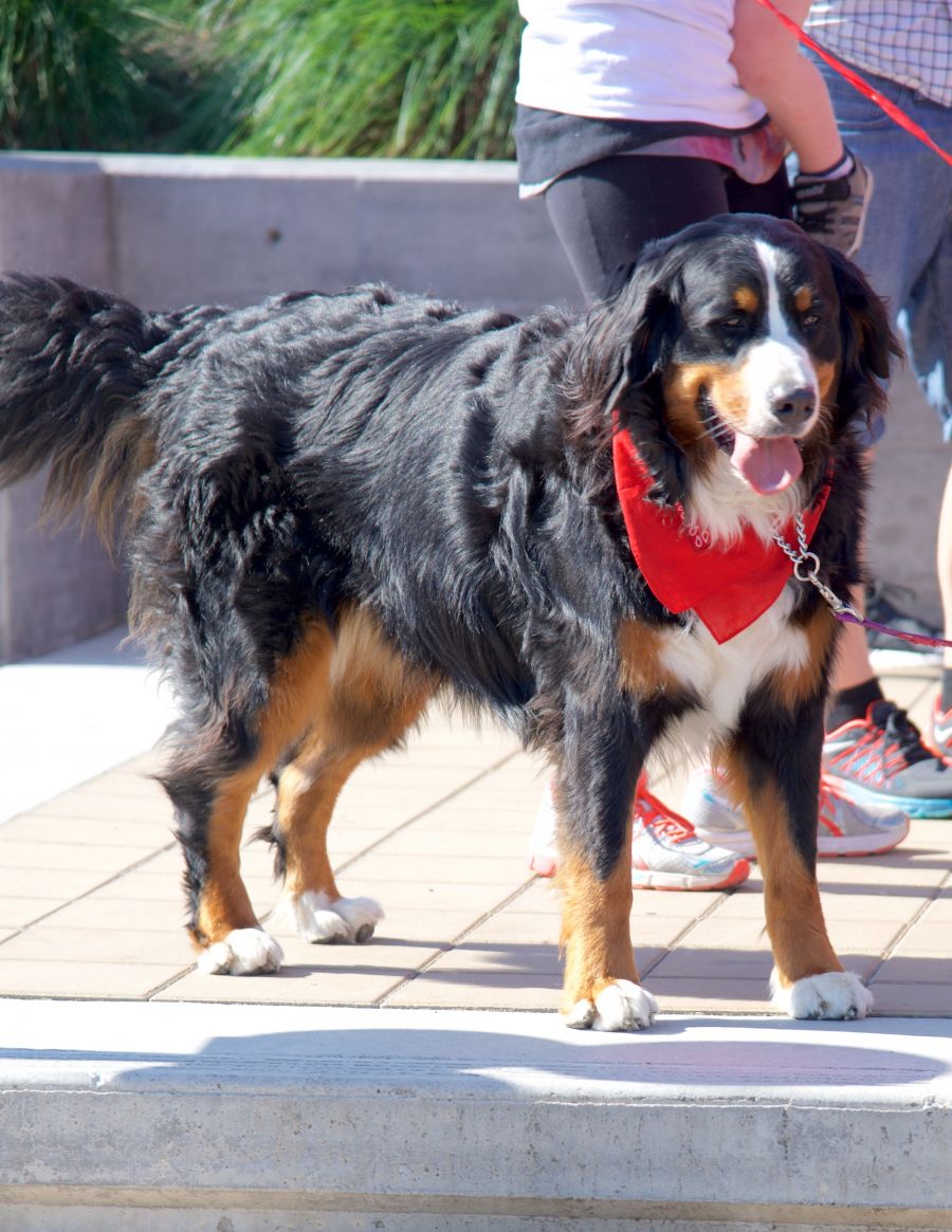 Even this pup showed support by wearing red!