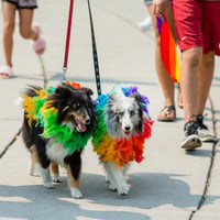 Neighbourhood Pulse Pop-Up: Bark Party at Matera Glen Park