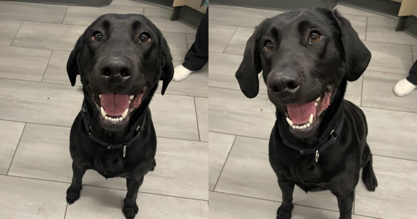 Furever Home Finder: Alice