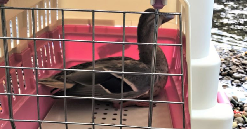 Conservation officers save trapped duck in southern BC