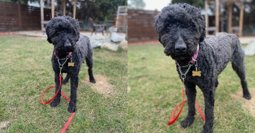 Furever Home Finder: Sharpie