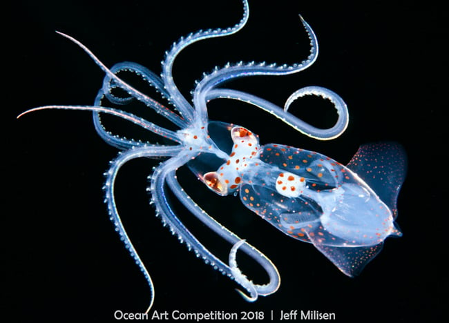 <who>Photo Credit: 2018 Ocean Art Underwater Photo Competition</who>