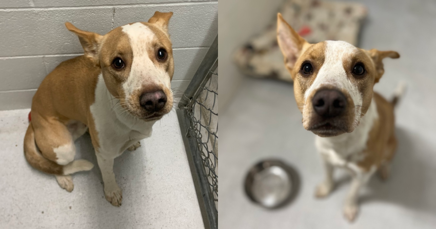 Furever Home Finder: Tex