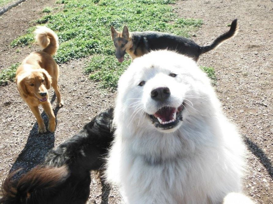 <who> Photo Credit: Bark n' Fly </who> 