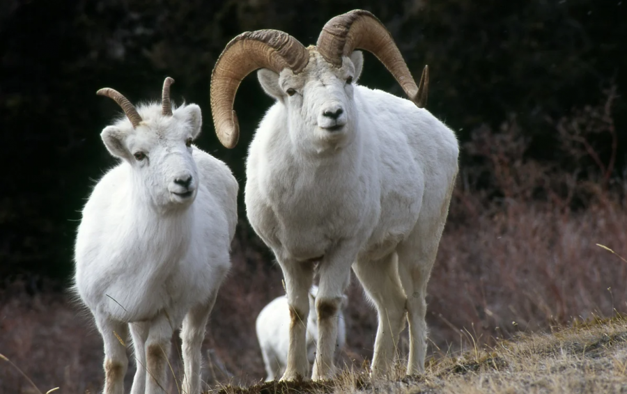<who>Photo Credit: Yukon.ca</who> Thinhorn sheep.