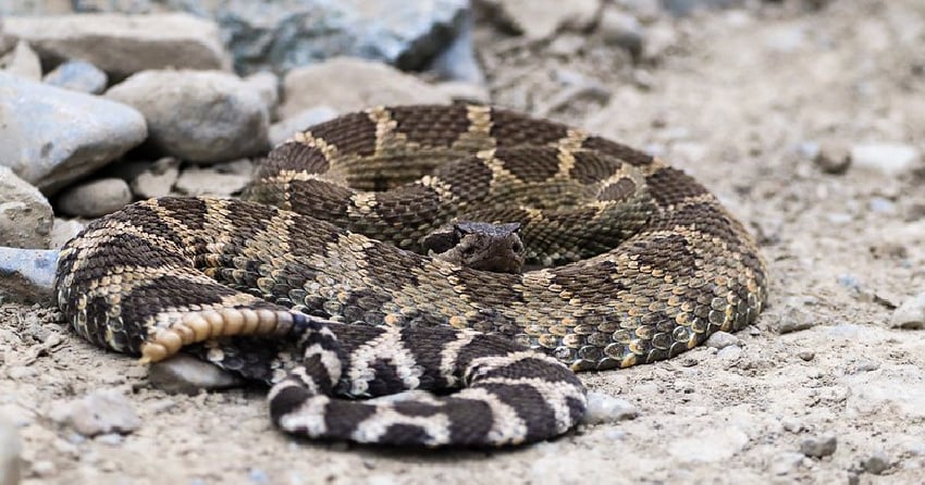 Crews working on Hwy 8 rescue rare western rattlesnake