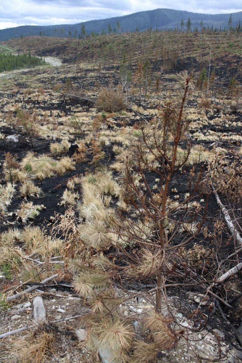 </who>Photo credit: BCWS | Burned replanted block within the Weasel Creek fire perimeter