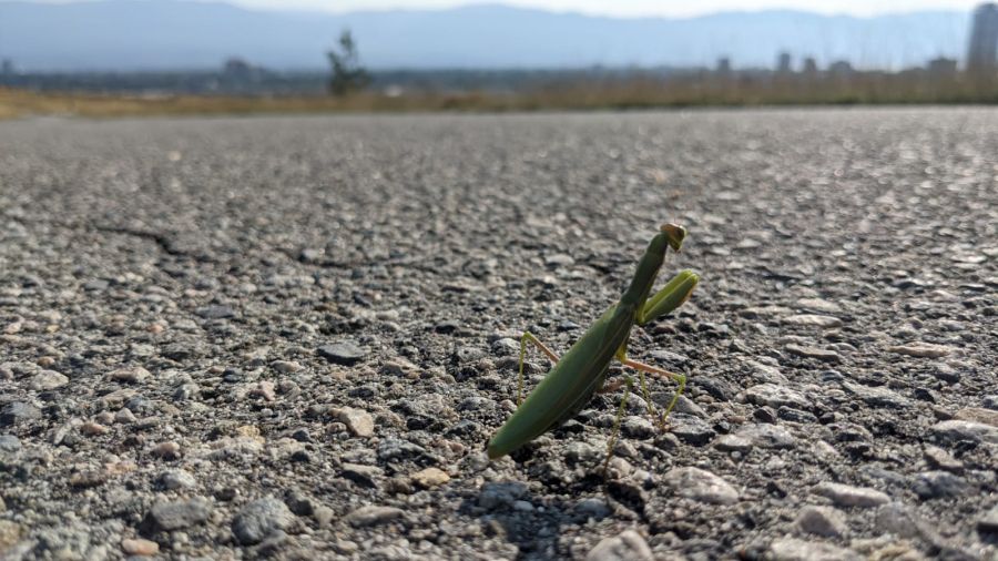 PHOTOS: Kelowna woman catches unique shot of praying mantis on Knox ...
