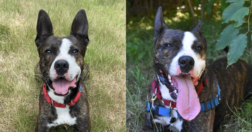 Furever Home Finder: Hercules