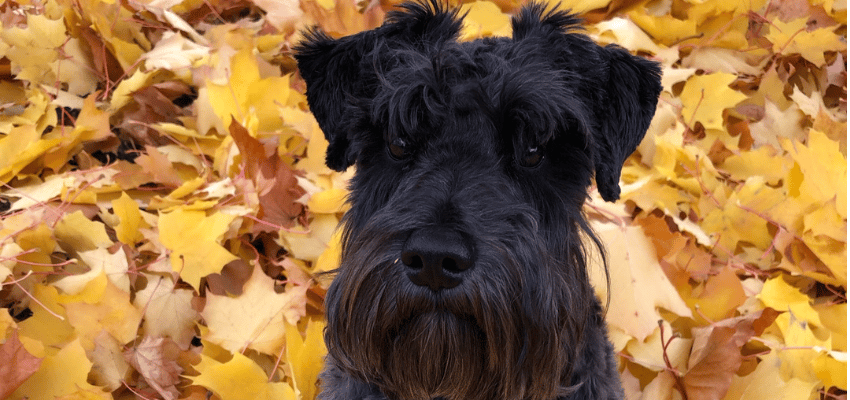 Jorjet the Schnauzer is this weeks Pawllywood Times Star! 🐩