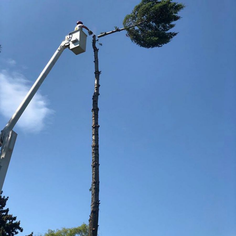 <who>Photo Credit: Twin Rivers Tree Service and Landscaping</who>