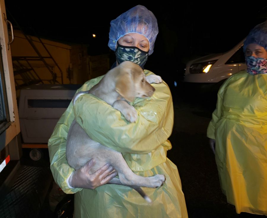 BC SPCA seizes 97 ‘badly neglected’ animals from Interior property