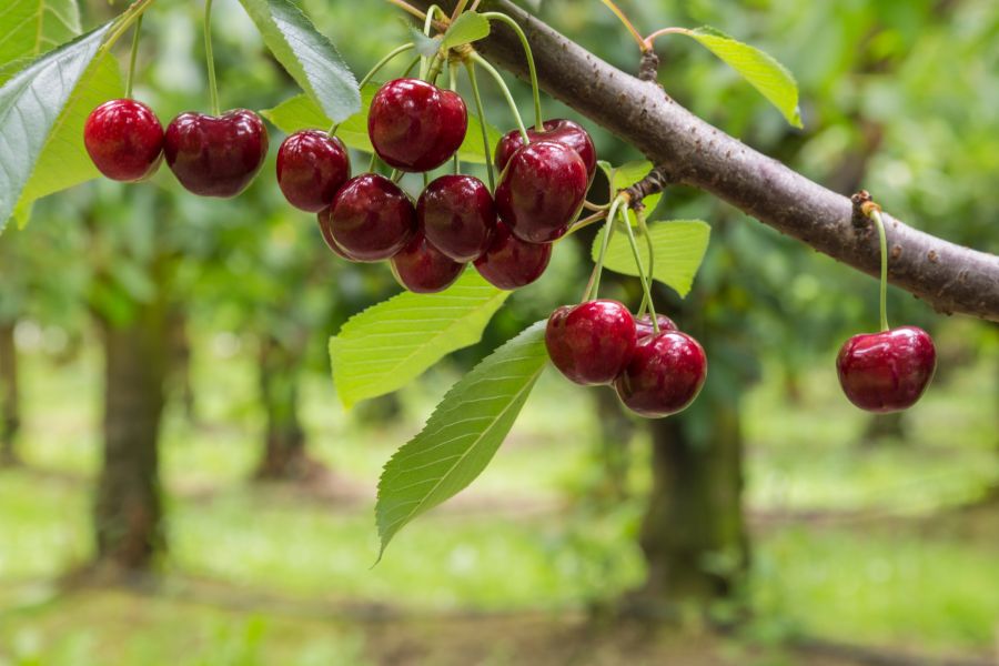 <who>Photo Credit: File photo </who>The president of the BC Cherry Association said the decision by many orchardists to use helicopters to dry their cherry crops following Thursday's torrential downpours weren't taken lightly.