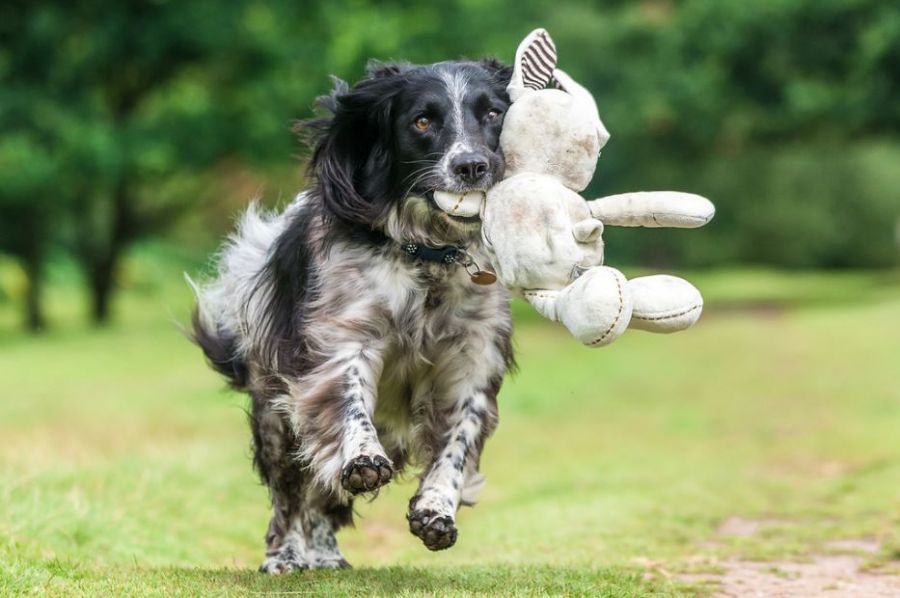 <who>Photo Credit: Kennel Club</who>Will Holdcroft