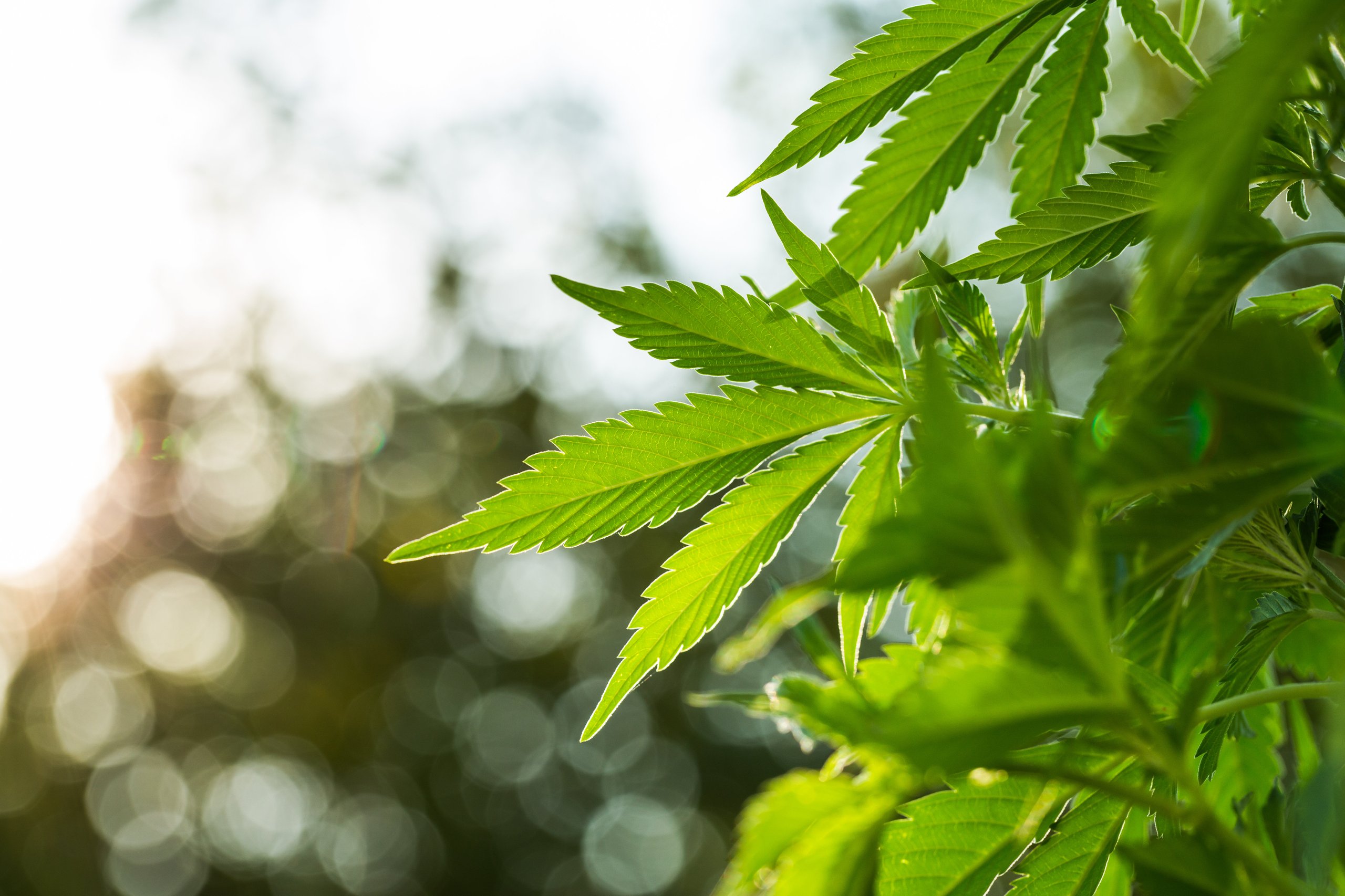 BC Cannabis Summit anticipated to hit Kelowna next spring
