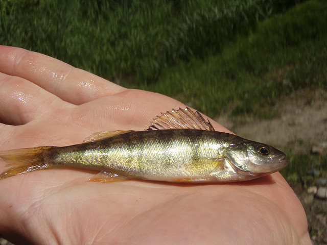 Example of a yellow perch.