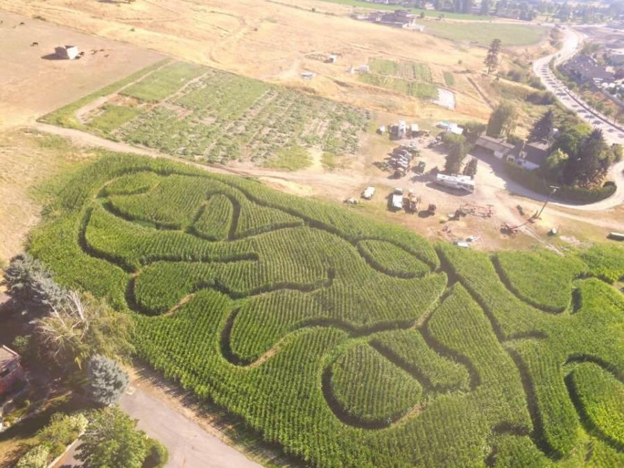 <who>Photo Credit: Kelowna Corn Maze</who>