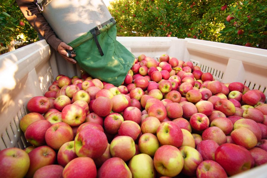 </who>The Okanagan's main apple harvest runs through September and October.