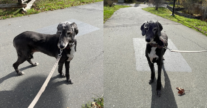 Furever Home Finder: Jewel 